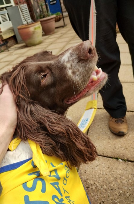 Exterior, someone petting a dog, for “Meet Lucy and Enya: Kyra’s Four-Legged Support Team”