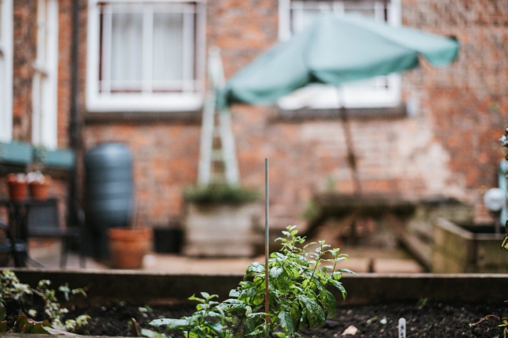 Exterior, a flower bed with a small, verdant plant reaching up towards the sky, for “Tech That Makes a Difference: FSA’s Laptop Donation to Kyra”