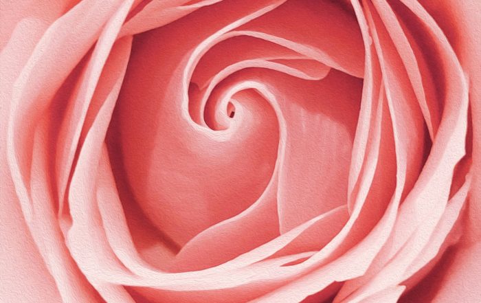 A close up of a pink rose in watercolours, for “Steps to ROSE: A Calmer Way In”