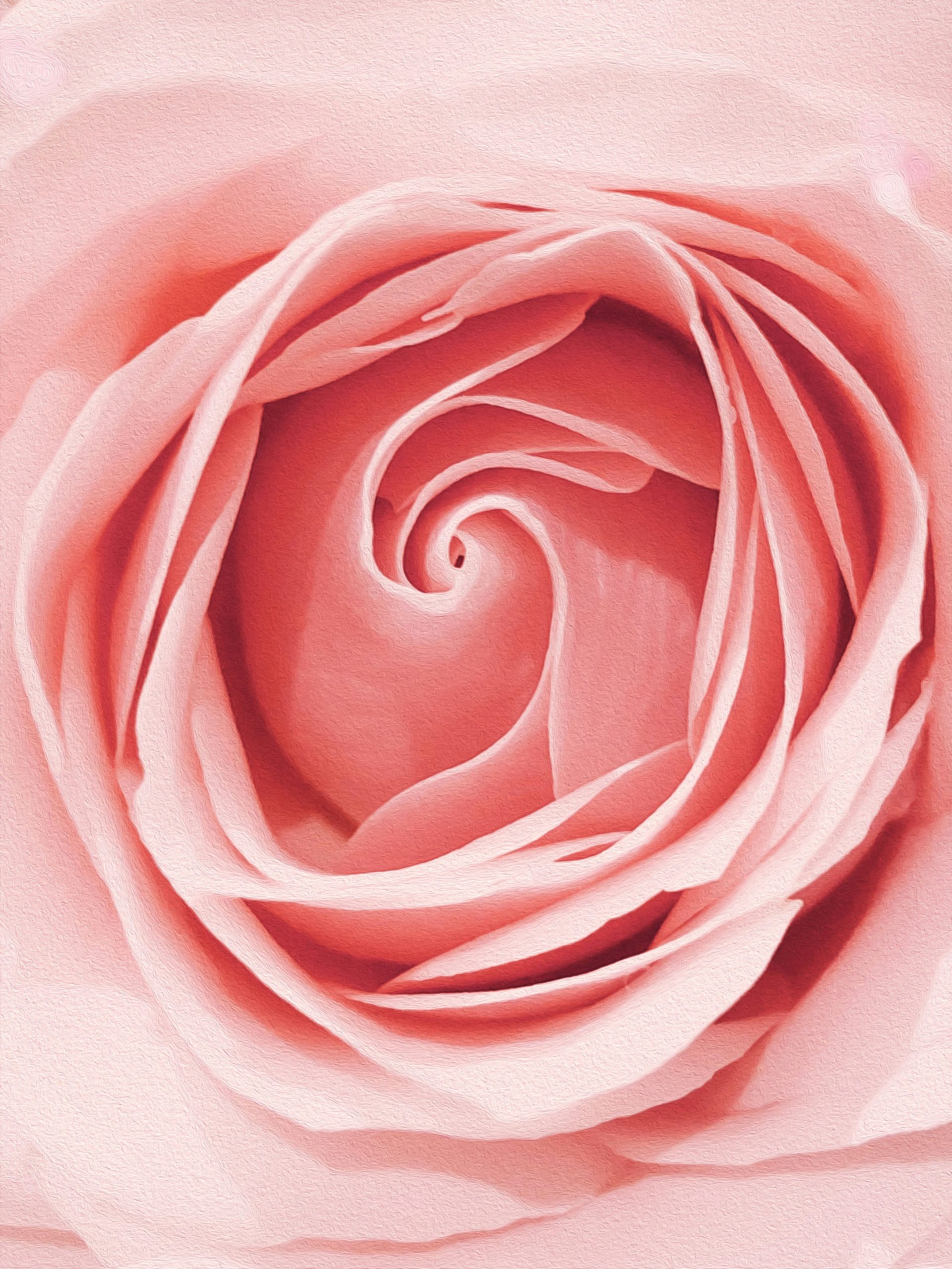 A close up of a pink rose in watercolours, for “Steps to ROSE: A Calmer Way In”